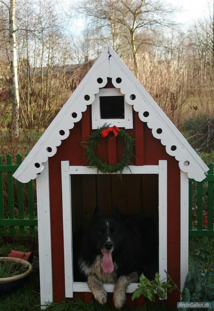 Border collie Søren - lækkert hunde hus  ;)    (som han ikk gider bruge!xD) billede 7