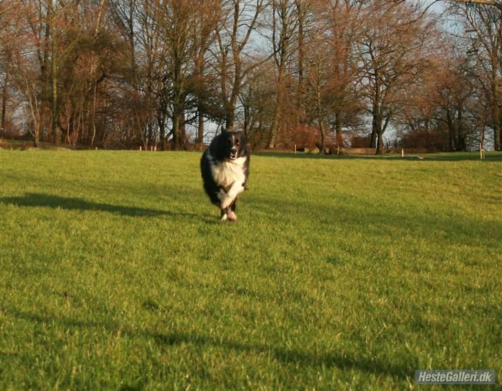 Border collie Søren - fuld fart frem!  :) billede 8