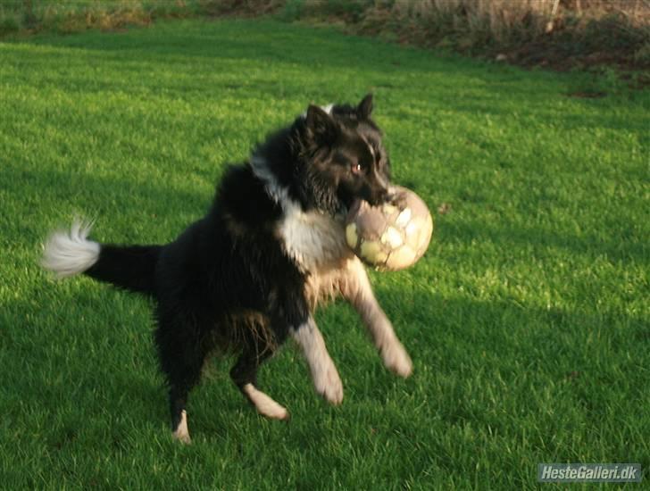 Border collie Søren - der var bolden igen.. billede 9