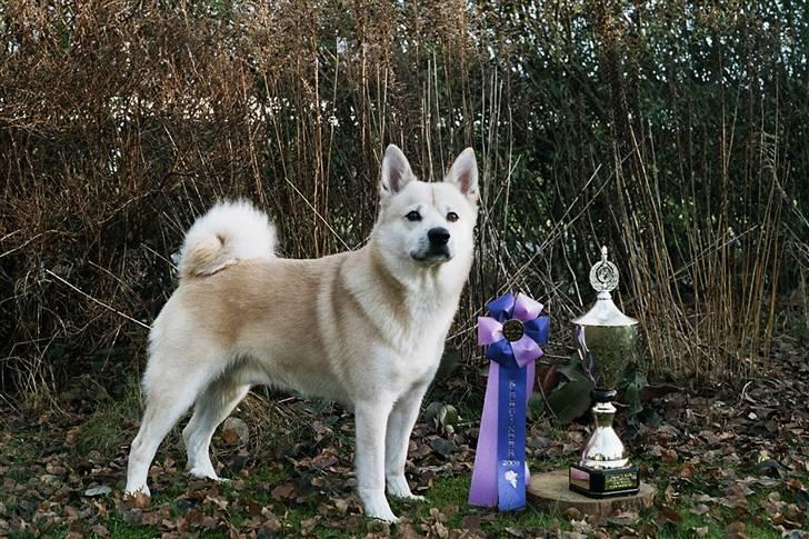 Norsk buhund Gimli -Mies egen bjergged - Det er fra da jeg blev Klubvinder i år 2006 :) billede 2