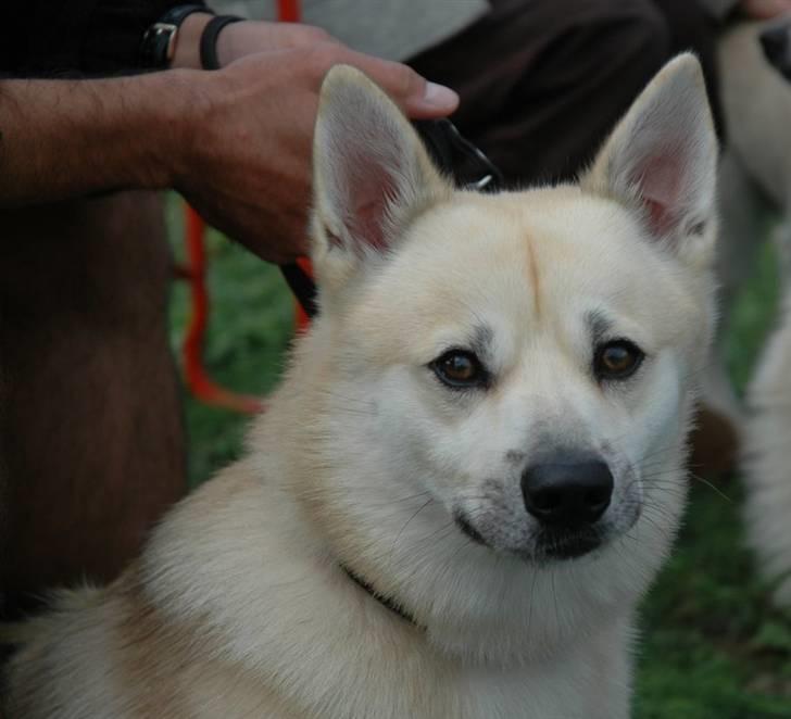 Norsk buhund Gimli -Mies egen bjergged - Opmærksom? Ja da! -Det da altid dejligt at være fotomodel ;) (Foto: Langhoff foto) billede 3