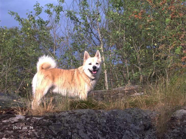 Norsk buhund Gimli -Mies egen bjergged - Jaaa, jeg er en Bjergged! ;D *NYT* billede 4