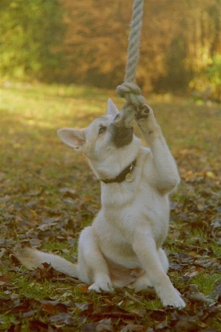 Norsk buhund Gimli -Mies egen bjergged - Og så lige et fra den gang jeg var bare 14 uger gammel :o) -Og bare ELSKEDE at lege med det torv der! :) billede 6