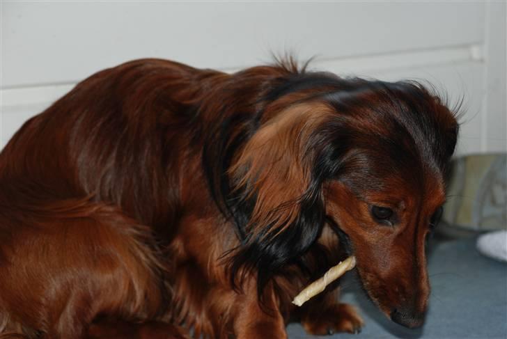 Dværggravhund Rollo billede 5