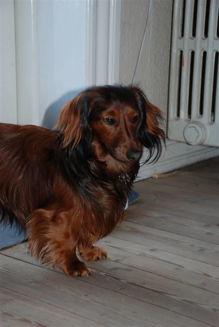 Dværggravhund Rollo billede 6