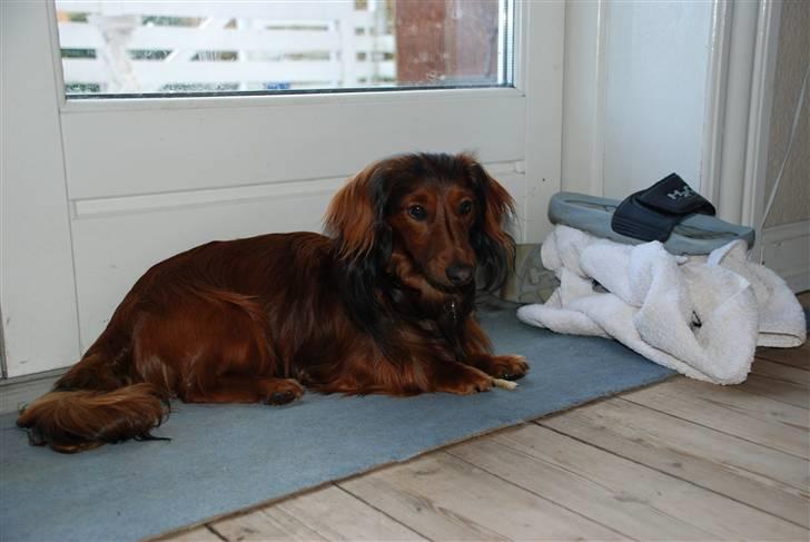 Dværggravhund Rollo - Var der nogen der kaldte? billede 7