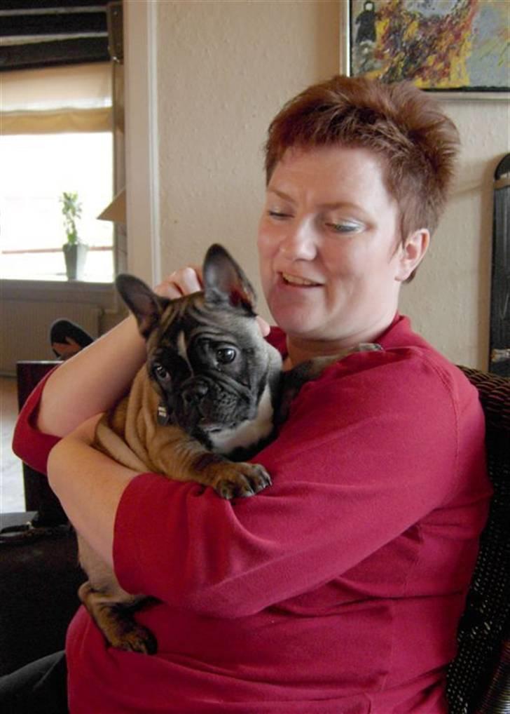 Fransk bulldog Valdo - valdo og lone billede 9