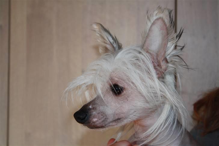 Chinese crested hårløs Shoeshine's Illo - 8) Illo  billede 8