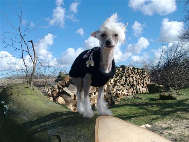 Chinese crested hårløs Shoeshine's Illo - 9) Illo i haven billede 9