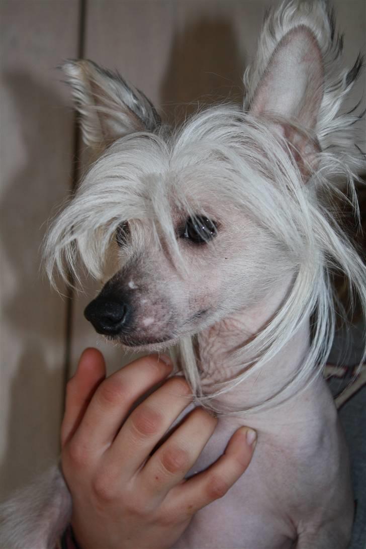 Chinese crested hårløs Shoeshine's Illo - 10) Illo  billede 10