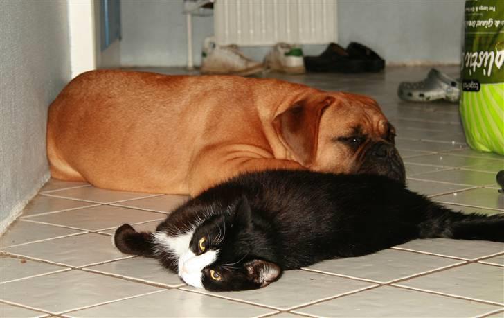 Dogue de bordeaux Saga von Nordniedersachen - Her putter jeg sammen med min "storebror" Manse, det sidste billede af Manse, som vi alle savner rigtig meget... billede 10