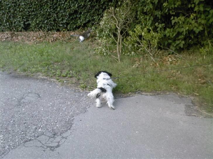 Blanding af racer Luna - har fået øje på en kat billede 6