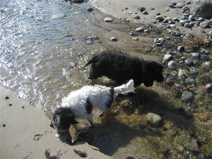 Blanding af racer Luna - Luna og Sif på stranden billede 7
