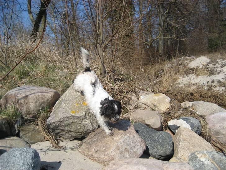Blanding af racer Luna - Luna klatrer på sten på stranden billede 8