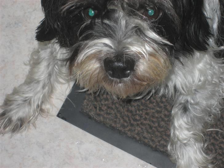 Blanding af racer Luna - :D billede 9