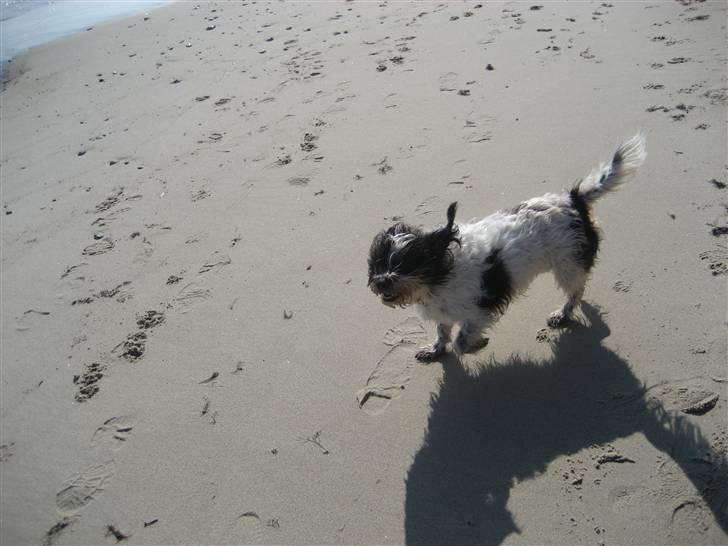Blanding af racer Luna - Luna på stranden billede 10