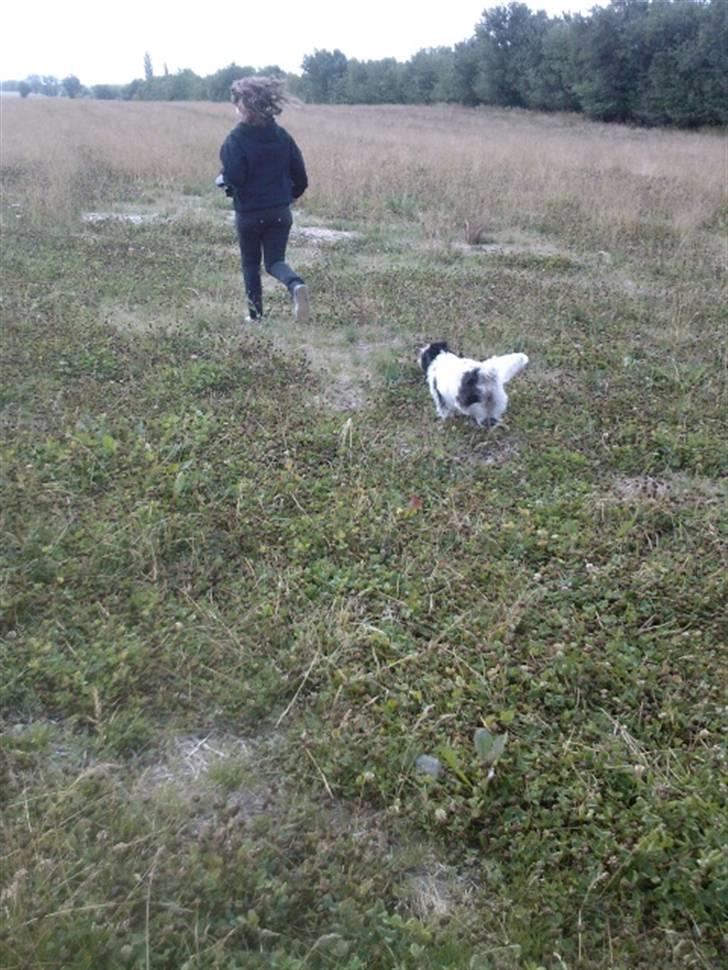 Blanding af racer Luna - Luna løber på marken billede 11
