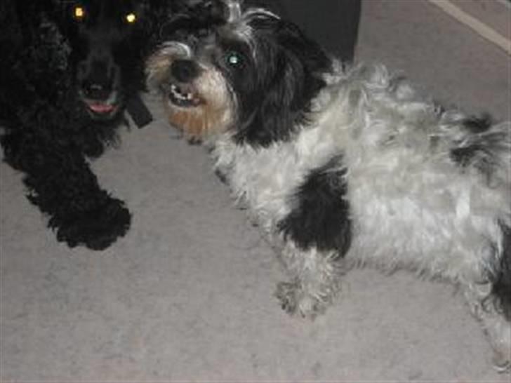 Blanding af racer Luna - Luna og Sif.. Som er mega fotogene. billede 12