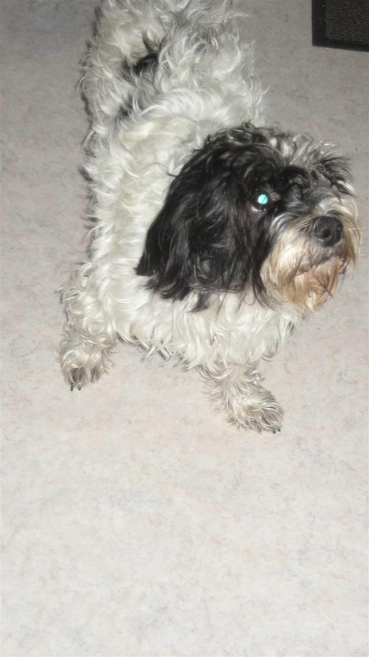 Blanding af racer Luna - Luna løber frit på marken billede 13