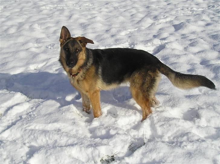 Schæferhund SENTA billede 13