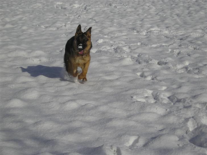 Schæferhund SENTA billede 14