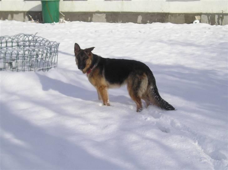 Schæferhund SENTA billede 15