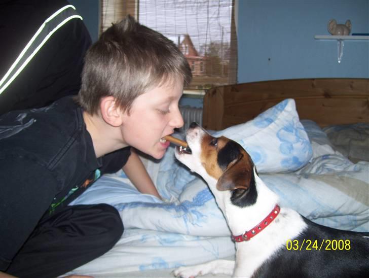 Dansk svensk gaardhund funny - er det ik sødt af mig og daniel billede 9