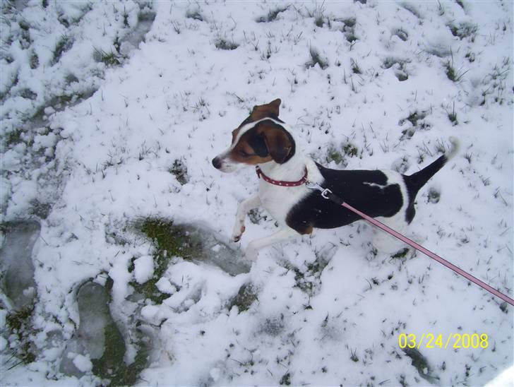 Dansk svensk gaardhund funny - det er ik alt for sjovt det her  billede 10