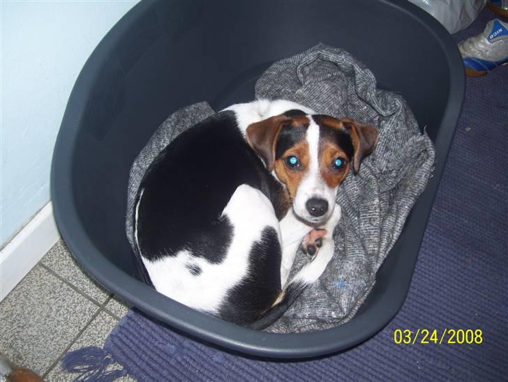 Dansk svensk gaardhund funny billede 11