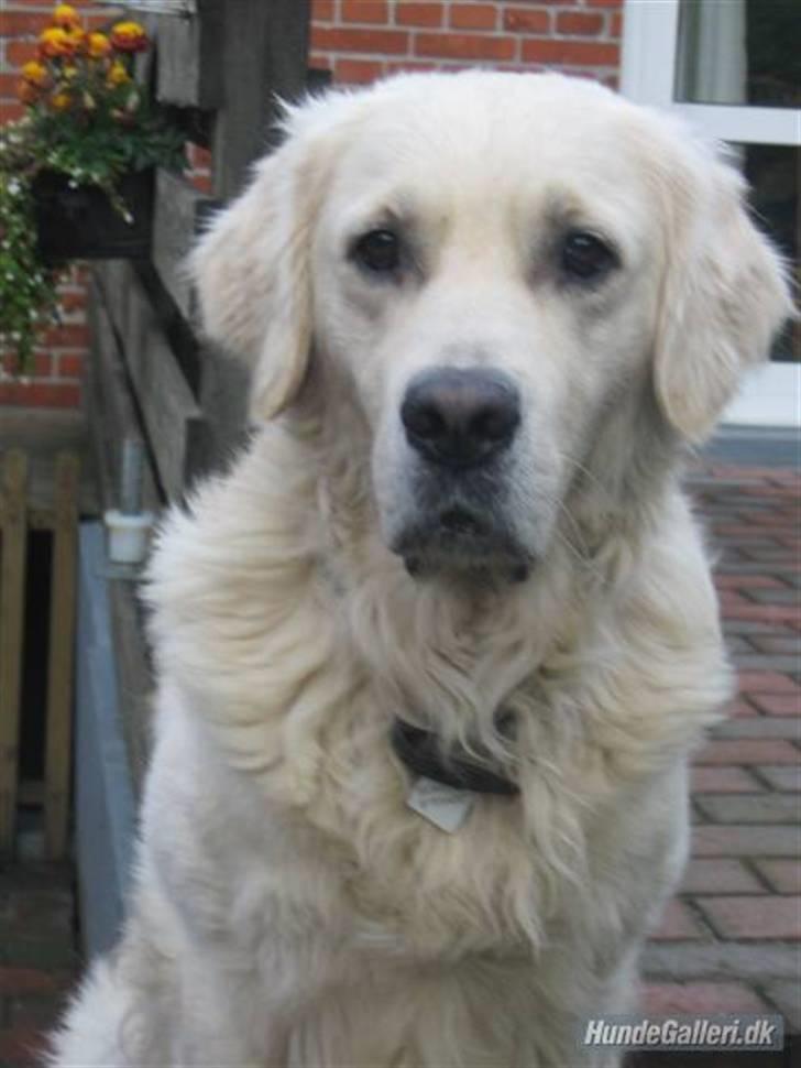 Schæferhund mitzu DØD d 16/6-09R.I.P - min gode vens hund billede 7