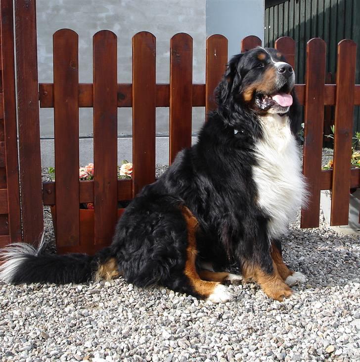 Berner sennenhund Balou - (død 2011) - Er jeg ikke en flot fyr? billede 1