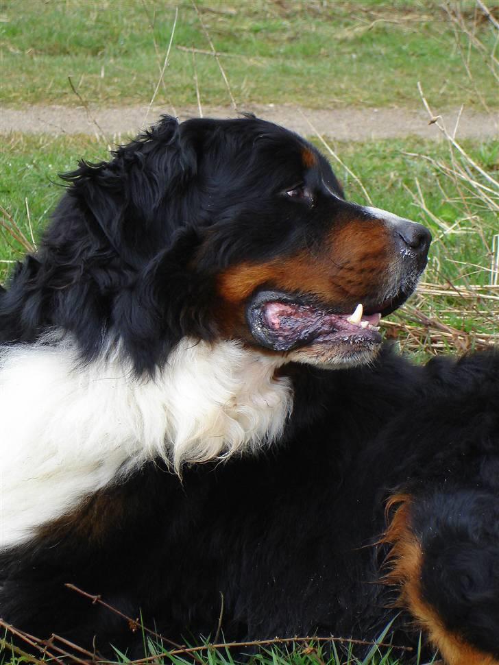 Berner sennenhund Balou - (død 2011) - En nydelig herre, ikk´  billede 2