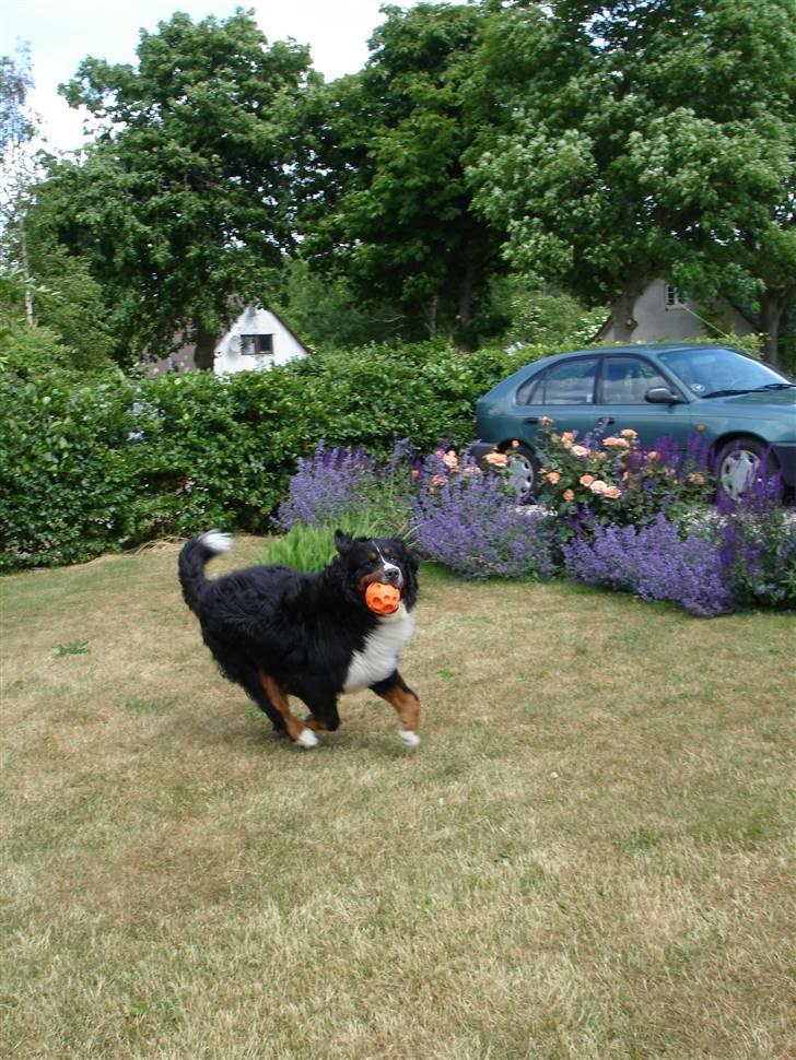 Berner sennenhund Balou - (død 2011) - Her mor, nu kommer jeg med bolden.... billede 3