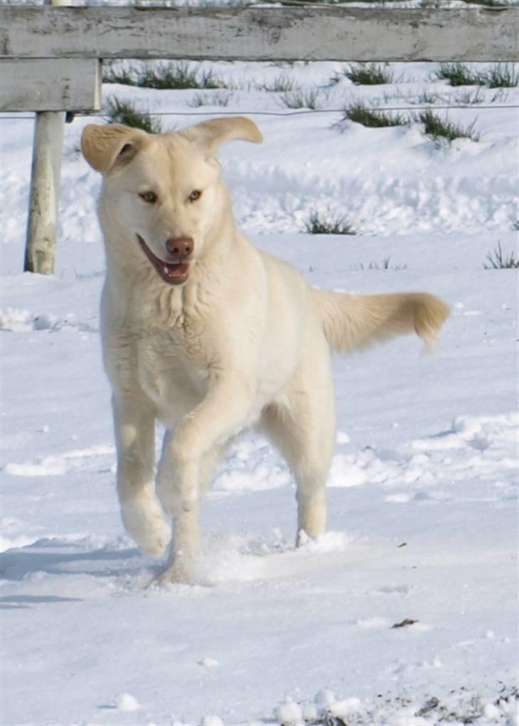 Blanding af racer Neela billede 19