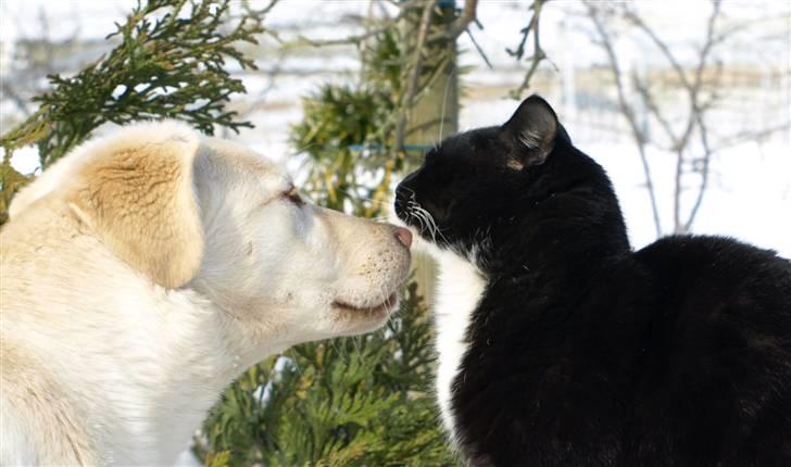 Blanding af racer Neela billede 20