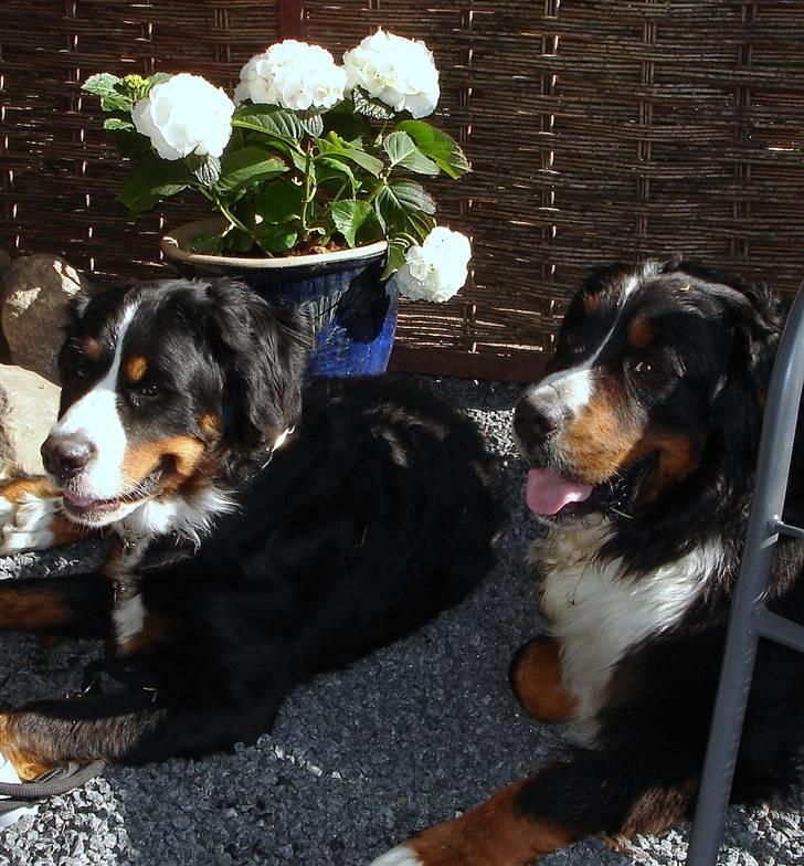Berner sennenhund Balou - (død 2011) - Balou og Shila  billede 4