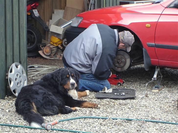 Berner sennenhund Balou - (død 2011) - Se "mor", jeg hjælper "far" med bilen... billede 6