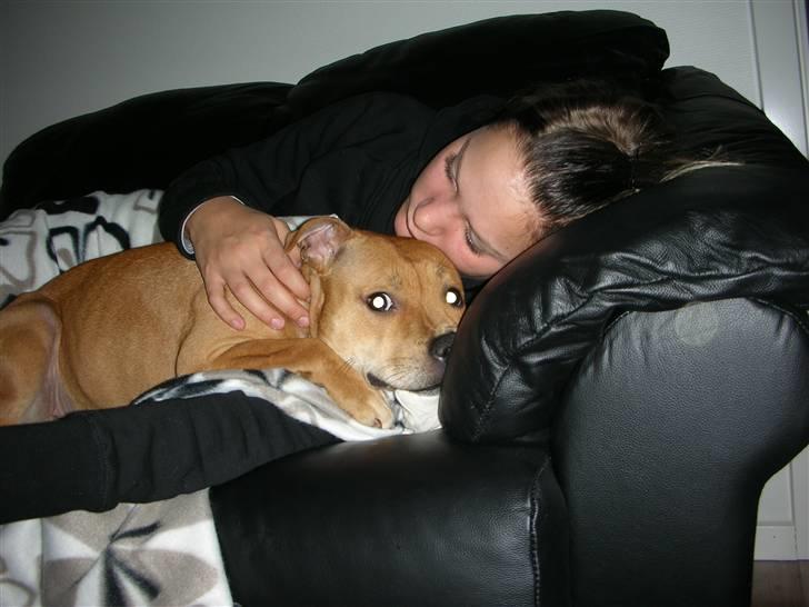 Staffordshire bull terrier Aya - Aya putter med sin moar:o) billede 10