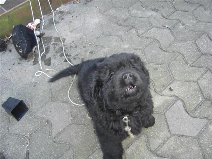 Newfoundlænder viktor billede 10