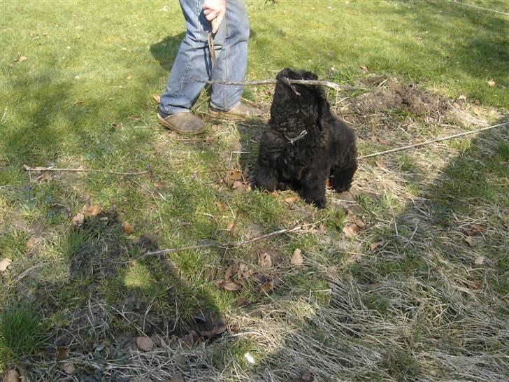 Newfoundlænder viktor billede 11