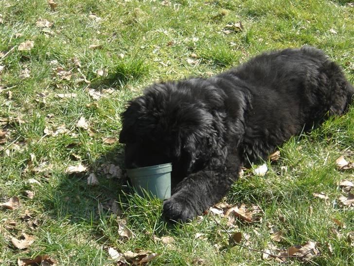 Newfoundlænder viktor billede 12