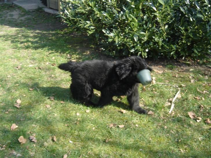 Newfoundlænder viktor billede 13