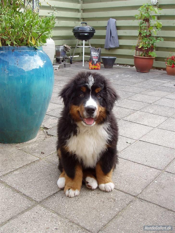 Berner sennenhund Balou - (død 2011) - Baby/lømmel? billede 7