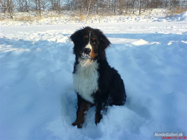 Berner sennenhund Balou - (død 2011) - Teenager. billede 8