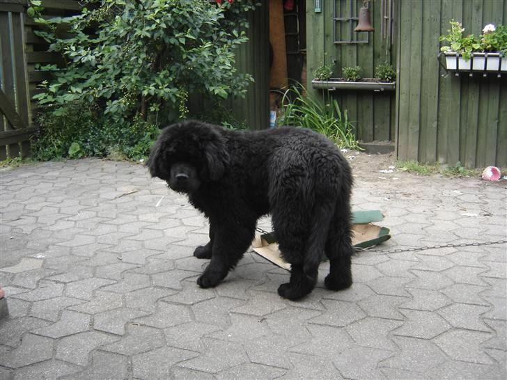 Newfoundlænder viktor billede 15