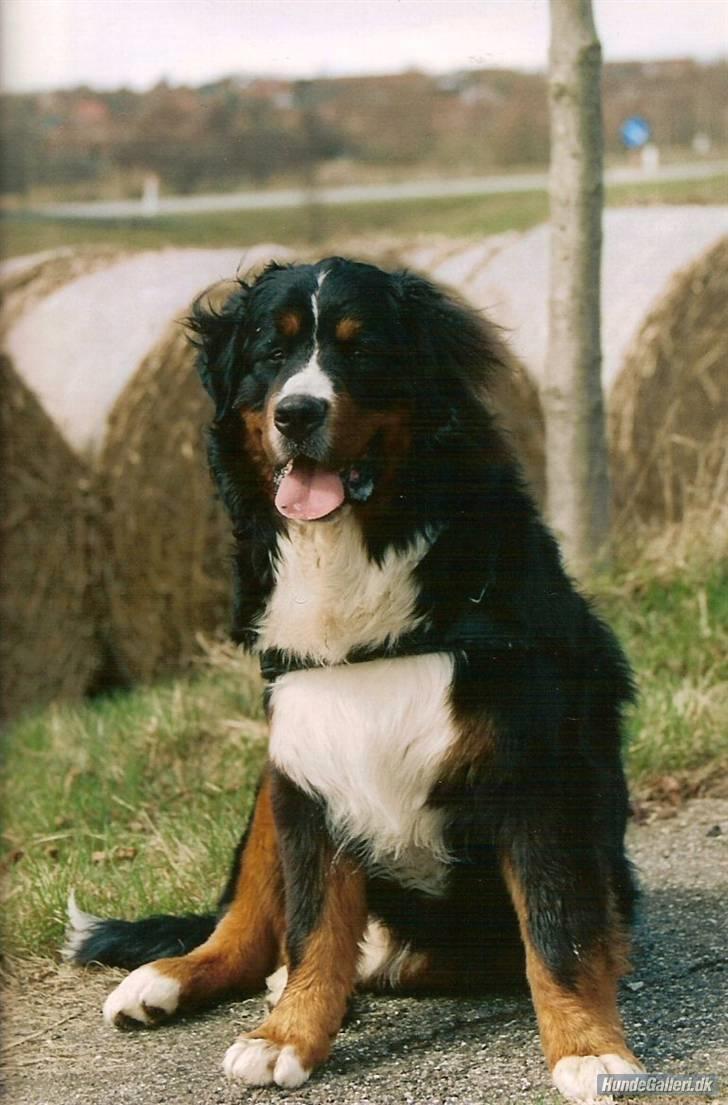 Berner sennenhund Balou - (død 2011) - Den flotte fyr, vi faldt for..... (billede fra tidligere ejer) billede 9