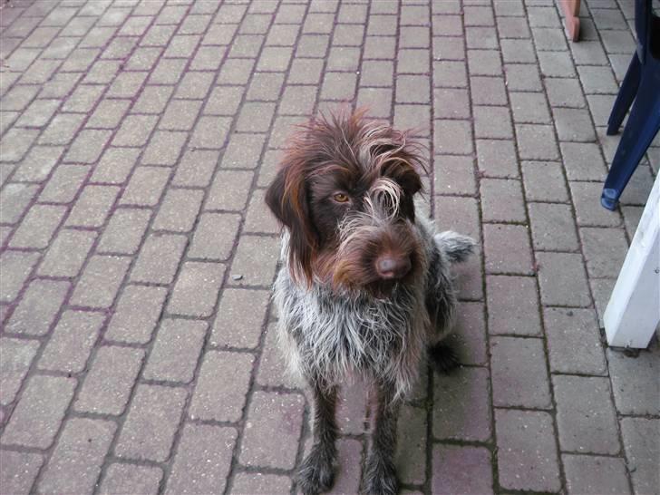 Ruhåret hønsehund Sika  billede 16