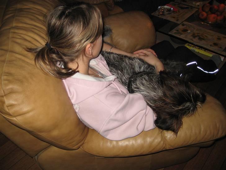 Ruhåret hønsehund Sika  billede 17