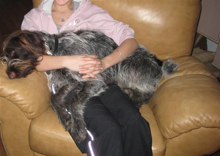 Ruhåret hønsehund Sika  billede 18