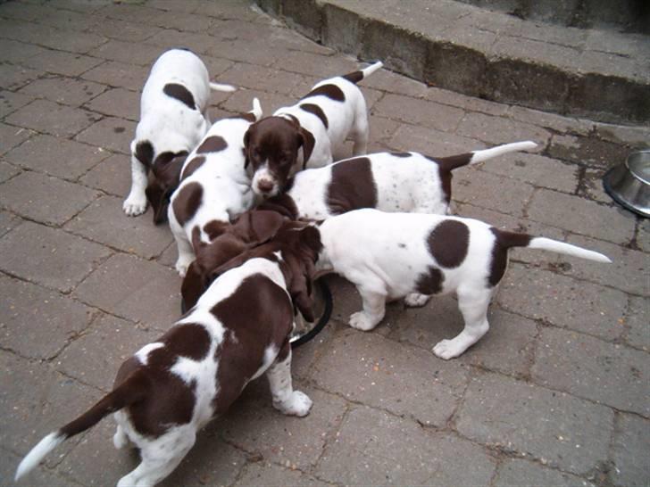 Gammel dansk hønsehund Celine - Her er Celine og hendes søskende billede 2